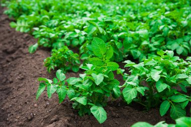satırlar halinde yaz alanında patates patates bitkiler