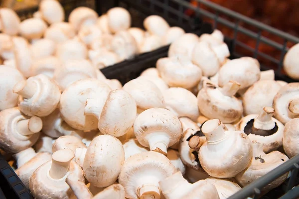 Raw champignon mushrooms in boxes in supermarket