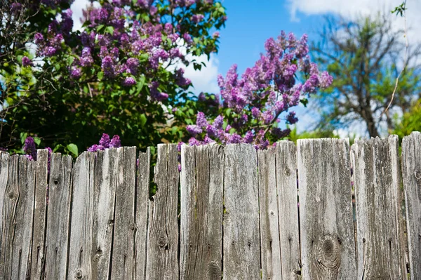 Old wooden fence in garden with plant