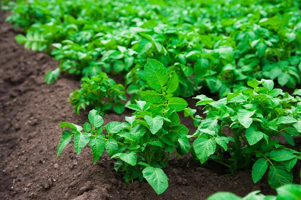 satırlar halinde yaz alanında patates patates bitkiler