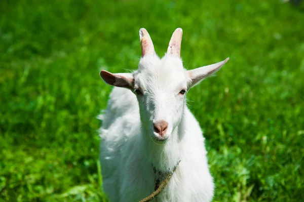 Yerli keçi açık Stok Fotoğraf