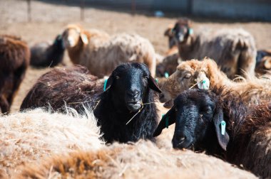 Çiftlikte, güneşli bahar günü koyun sürüsü