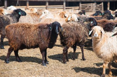 Çiftlikte, güneşli bahar günü koyun sürüsü