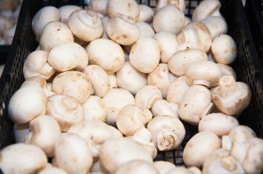 Süpermarkette kutularda çiğ şampiyon mantarları