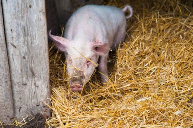 Evcil domuzlar. Köydeki bir çiftlikte domuzlar