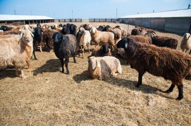 Çiftlikte, güneşli bahar günü koyun sürüsü