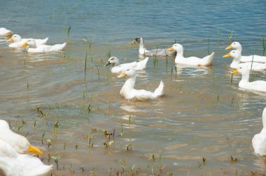 Bir su birikintisi güneşli yaz günü üzerinde birkaç Evcil ördekler