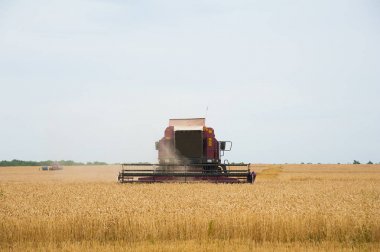 Hasat için buğday tarlasında hasatçıları birleştirin.