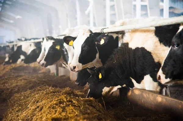 Tehenek Egy Farmon Tejelő Tehenek Tehénistálló — Stock Fotó