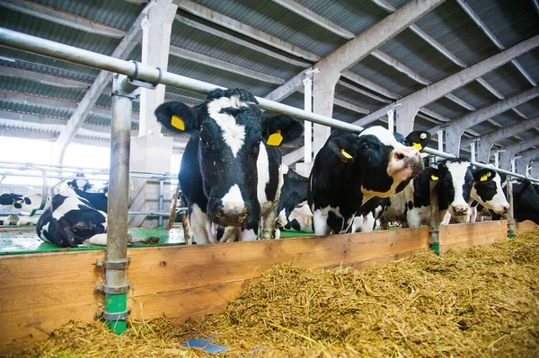 Коровы Ферме Молочные Коровы Коровник — стоковое фото