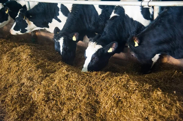 Корови Фермі Молочні Корови Коров Ячого — стокове фото