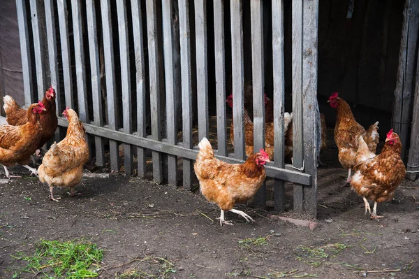 Galinhas Escala Livre Vagueiam Quintal Uma Fazenda Pequena — Fotografia de Stock