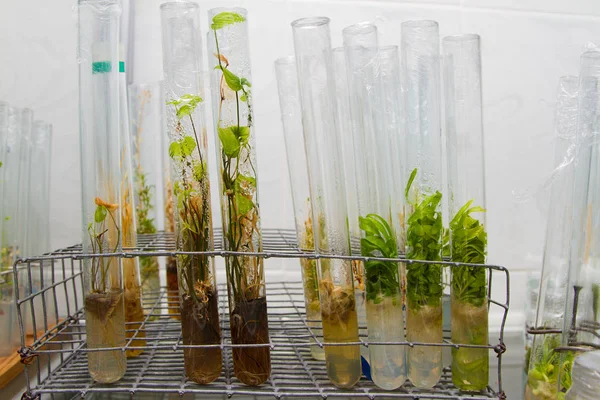 Test Tüplerindeki Küçük Bitkilerin Görüntüsü — Stok fotoğraf