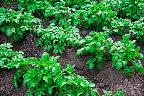 Potato Plants Rows Potato Field Summer — Stock Photo, Image