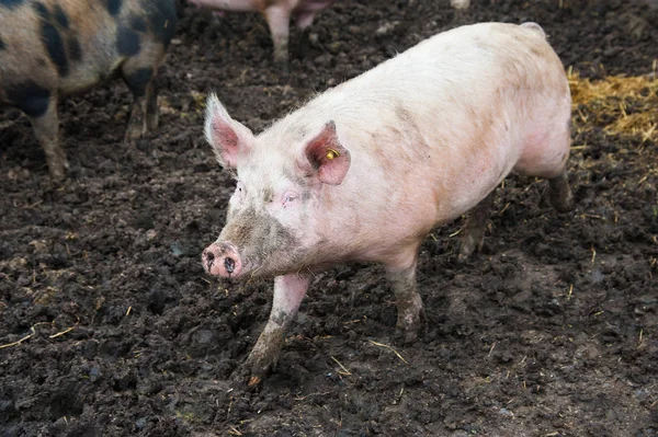 Domestic pigs. Pigs on a farm in the village