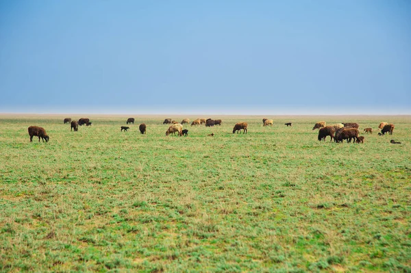 Herd Sheep Farm Sunny Spring Day — Stock Photo, Image