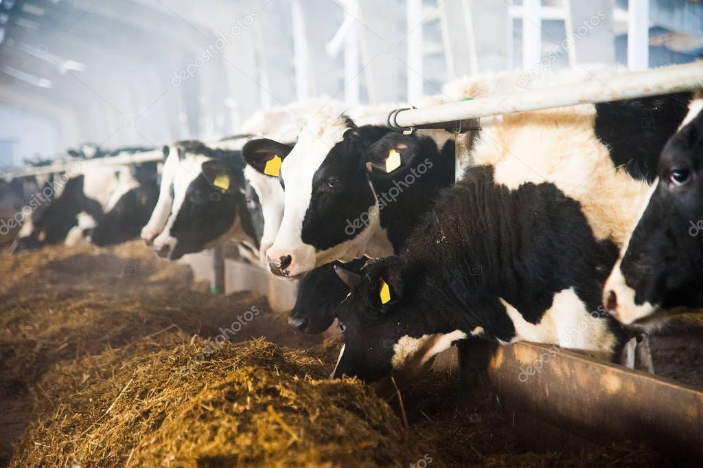 Cows in a farm. Dairy cows. Cowshed