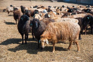 Çiftlikte, güneşli bahar günü koyun sürüsü