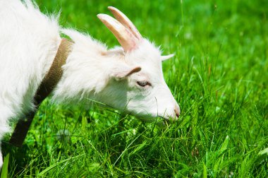 Beyaz keçi bir yaz günü tarlada otluyor.