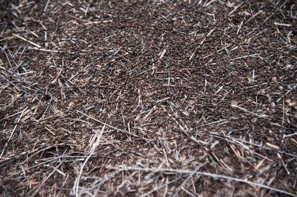 Red forest ants close-up. Background of red ant colony.
