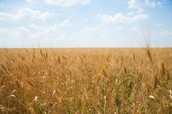 Altın buğday tarlası ve mavi gökyüzü