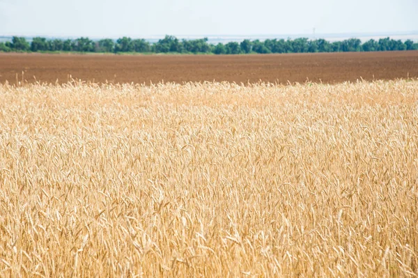 Altın buğday tarlası ve mavi gökyüzü
