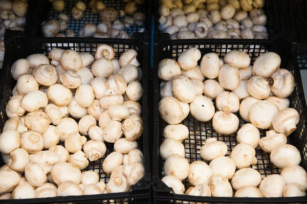 Süpermarkette kutularda çiğ şampiyon mantarları