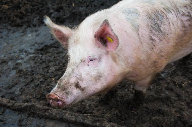 Evcil domuzlar. Köydeki bir çiftlikte domuzlar