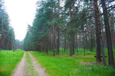 Yazın ormanda dolambaçlı toprak yol