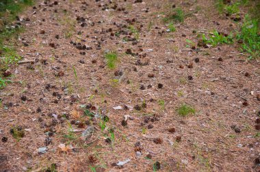 Bir yol çam yaz ormandaki koniler ile