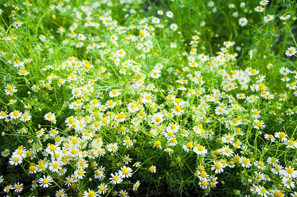 Fleur Marguerite Sur Prairie Verte Jour Été — Photo