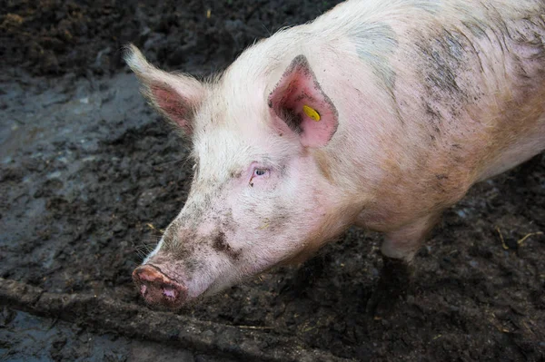 Evcil domuzlar. Köydeki bir çiftlikte domuzlar