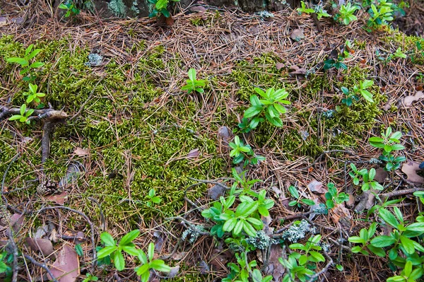 Skogsmarken Med Gräs Uppifrån Skogen Marken Med Växter — Stockfoto