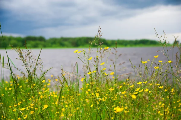 Yaz manzara yalnız sığ sularda bulutlu bir günde nehirde. Çim ve ön plan sarı kül çiçeklere.