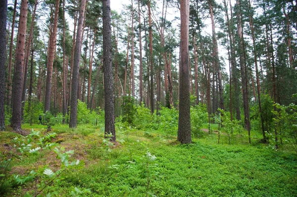 Pięknym Sosnowym Lesie Letni Dzień Krajobraz — Zdjęcie stockowe