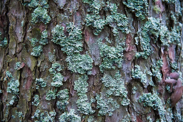 Casca Textura Pinheiro Closeup Floresta Pinheiro Verão — Fotografia de Stock