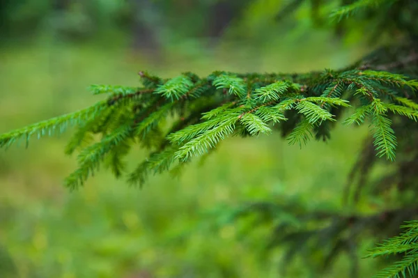 Bir Kürk Ağacı Veya Çam Ağacının Parlak Yeşil Dikenli Dalları — Stok fotoğraf