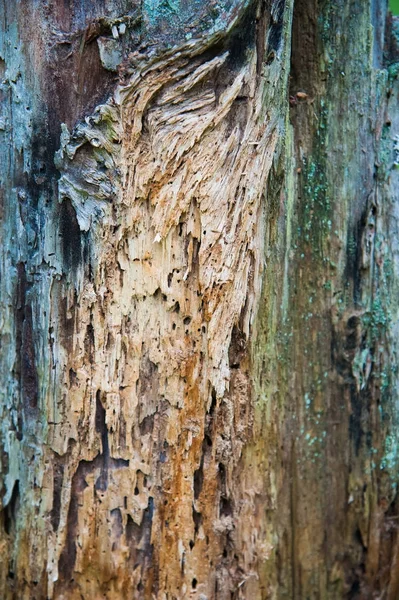 촬영의 껍질입니다 여름에 소나무 — 스톡 사진