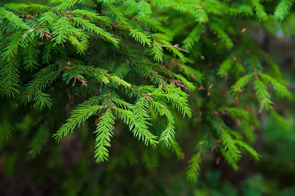 Strahlend Grüne Stachelige Zweige Einer Tanne Oder Kiefer — Stockfoto