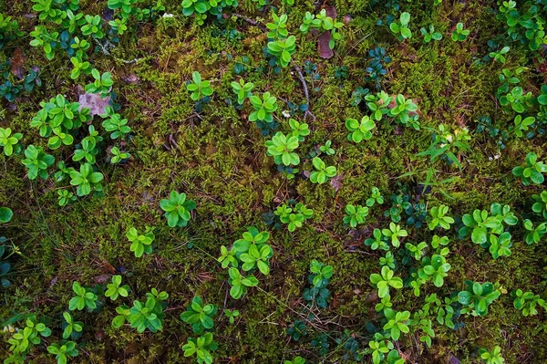 Bodem Van Het Bos Met Gras Bovenaanzicht Bos Grond Met — Stockfoto