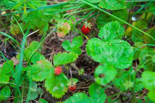Bush ormanda vahşi olgun çilek