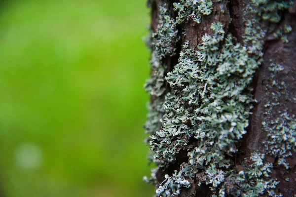 Textury Kůra Pine Tree Closeup Borovice Lesní Létě — Stock fotografie