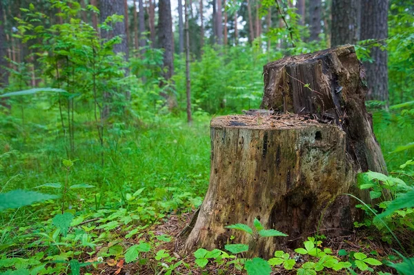 Tronco Árvore Velha Coberto Com Musgo Floresta Conífera Bela Paisagem — Fotografia de Stock