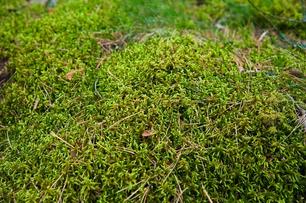 Bodem Van Het Bos Met Gras Bovenaanzicht Bos Grond Met — Stockfoto