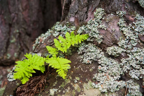 Çam Ağacı Closeup Doku Kabuğu Çam Ormanı Içinde Yaz — Stok fotoğraf