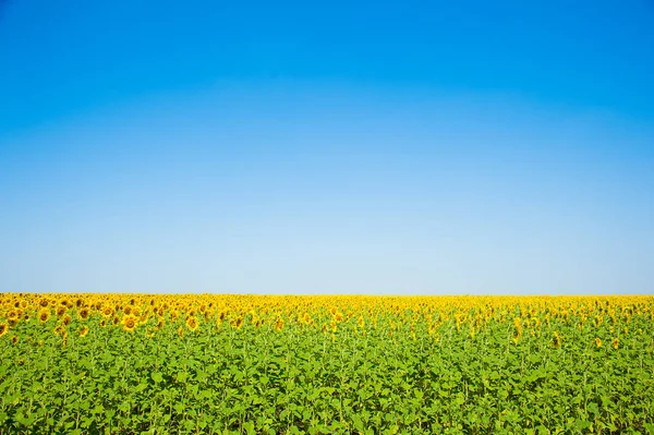 Bulutlu mavi gökyüzü ve parlak güneş ışıkları üzerinde ayçiçeği tarlası