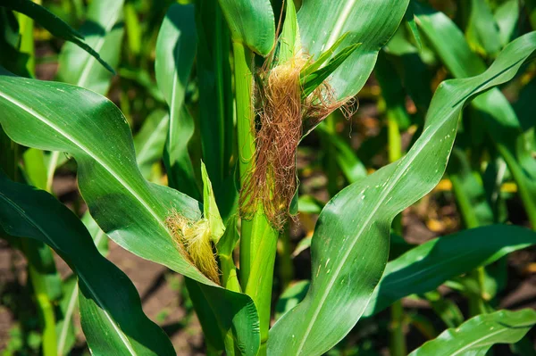 Açık havada mısır tarlası, mavi bulutlu gökyüzü olan mısır ağacı