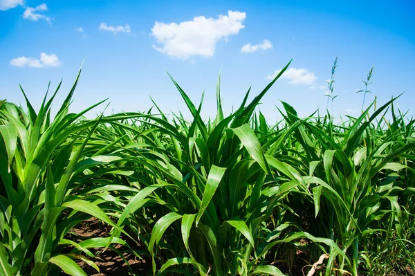 Açık havada mısır tarlası, mavi bulutlu gökyüzü olan mısır ağacı