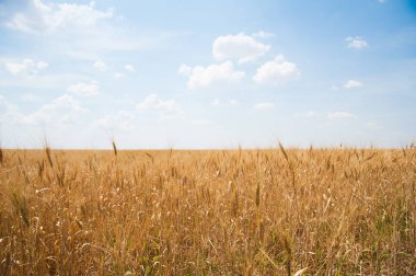 Altın buğday tarlası ve mavi gökyüzü