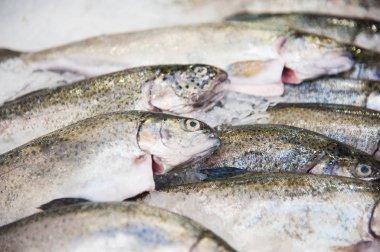 Mağazadaki rafta balık eti ürünü var. Buzda balık yığını